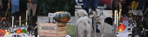 A Dog's Dinner in Vienna