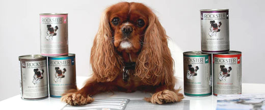 Why is Rockster the perfect solution during COVID19 Pandemic