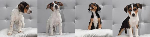 Introducing “The Pawsome Pupsters”
