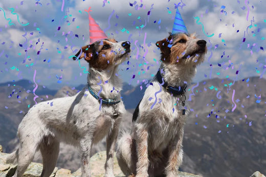 Happy First Birthday Pupsters!