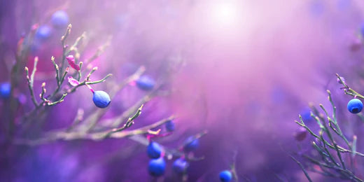 Antioxidants: What Are They and Why Are They Important For Health & Longevity?